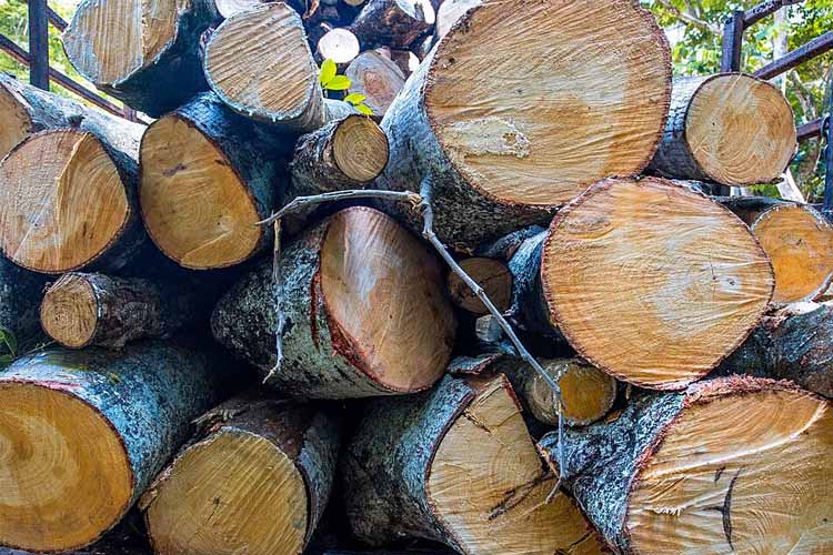 Schnellere Schnittgeschwindigkeit, einfaches, robustes Sägewerk Schnellere Schnittgeschwindigkeit, einfaches, robustes Sägewerk